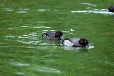 Reiherente (6 von 12).jpg